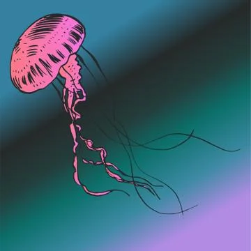 Vector illustration jellyfish. Painted by hand Stock Illustration