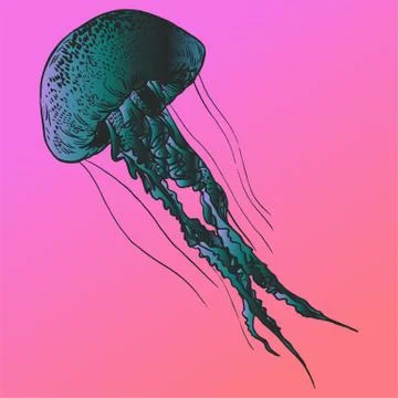 Vector illustration jellyfish. Painted by hand Stock Illustration