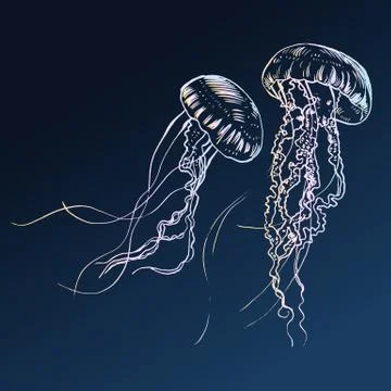 Vector illustration jellyfish. Painted by hand Stock Illustration