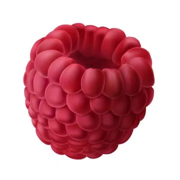 Vector illustration of a juicy raspberry isolated on white. Stock Illustration