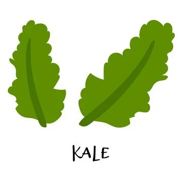 Vector illustration of kale in hand drawn flat style. Stock Illustration