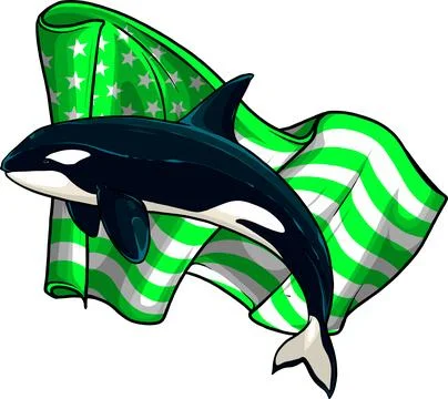 Vector illustration of killer whale, orca flat design on white background Stock Illustration