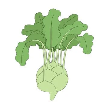 Vector illustration of kohlrabi. Cabbage head in cartoon style Ilustración de archivo
