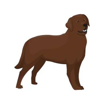 Vector illustration of Labrador Stock Illustration