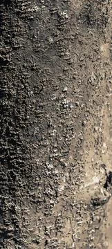 Vector illustration of Laburnum bark background. Natural bean surface texture Stock Illustration