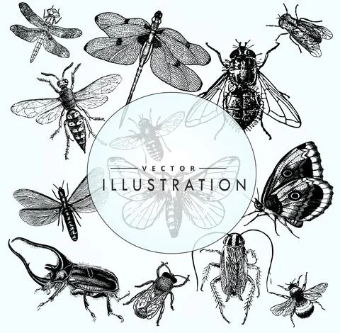 Vector illustration - a large diverse sect of realistic insects on a blue gra Illustrazione stock