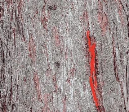 Vector illustration of Larix decidua or European Larch bark texture. Close up Stock Illustration