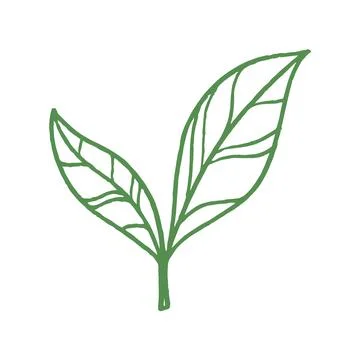 Vector illustration of leaves in hand-drawn style. Illustrazione stock