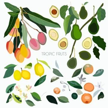 Vector illustration with leaves, inflorescences, branches and fruits exotic t Stock Illustration