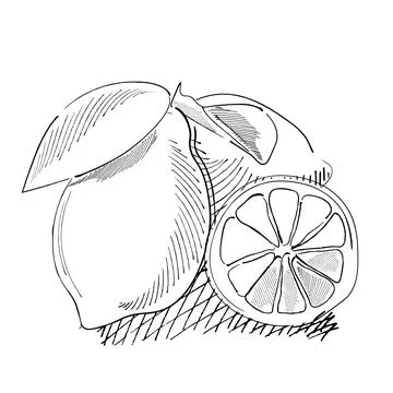 Vector illustration of lemon in graphic style isolated on white background Stock Illustration