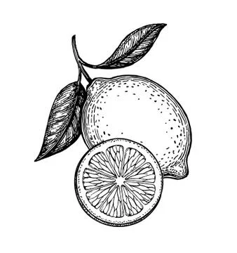 Vector illustration of lemon Stock Illustration