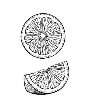 Vector illustration of lemon Stock Illustration