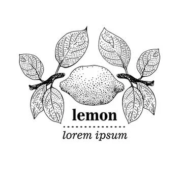 Vector illustration of Lemon Leaves Stock Illustration