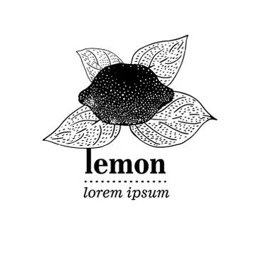 Vector illustration of Lemon Leaves Stock Illustration