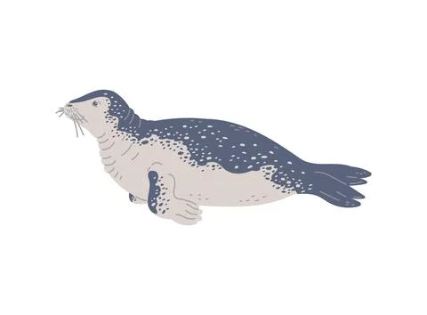 Vector illustration of leopard seal, in hand drawn style isolated on white イラスト素材