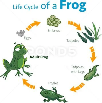 Vector illustration of a life cycle of a frog ~ Clip Art #135200879