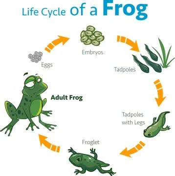 Vector illustration of a life cycle of a frog Stock Illustration