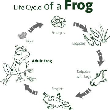 Vector illustration of a life cycle of a frog Illustration