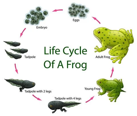 Vector illustration of Life cycle of frog Stock Illustration