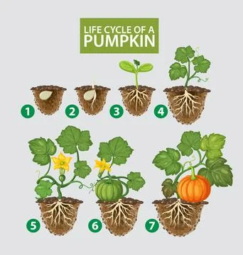 Vector Illustration of the Life Cycle Growth Stages of a Pumpkin Stock Illustration