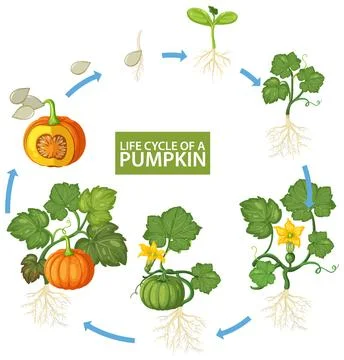 Vector Illustration of the Life Cycle of a Pumpkin Plant Stock Illustration