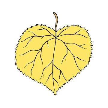 Vector illustration of linden leaf isolated on white. Cartoon style Ilustración de archivo