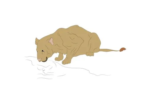 Vector illustration of a lioness who drinks water, colored Stock-Illustration