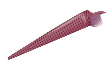 Vector Illustration of a Long Spiral Seashell Stock Illustration