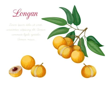 Vector illustration of longan Illustrazione stock