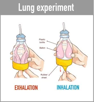 Vector illustration of a Lung breathing model Stock Illustration