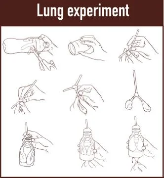 Vector illustration of a Lung breathing model Stock Illustration