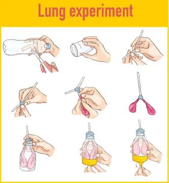 Vector illustration of a Lung breathing model Stock Illustration