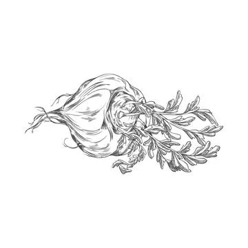 Vector illustration of maca root sketch with leaves, monochrome hand drawn. Stock Illustration