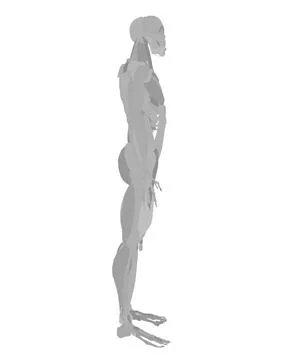 Vector illustration of man muscular system. Silhouette people illustration. Flat Stock Illustration