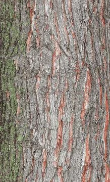 Vector illustration of Maple bark close-up. The Latin name is Acer saccharu.. Stock Photos