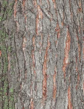 Vector illustration of Maple bark close-up. The Latin name is Acer saccharu.. Stock Photos