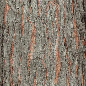 Vector illustration of Maple bark close-up. The Latin name is Acer saccharu.. Stock Photos