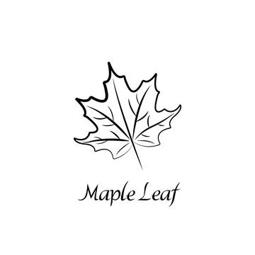 Vector illustration of maple leaf. Stock Illustration
