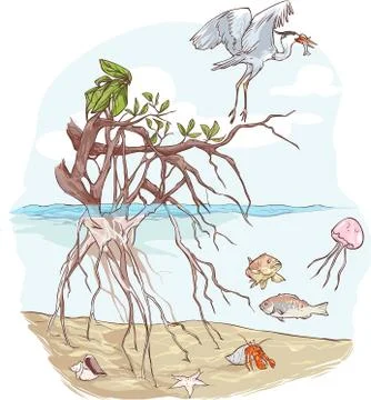 Vector illustration of a Marine Ecosystem Stockillustratie