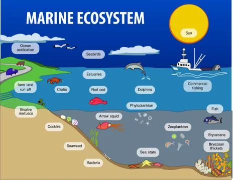 Vector illustration of Marine eosystem Stock Illustration