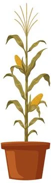 Vector Illustration of a Mature Corn Plant in a Terracotta Pot Illustrazione stock