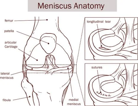 Vector illustration on meniscus anatomy Stock Illustration