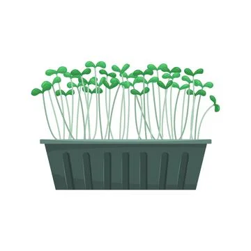 Vector illustration of microgreens in a growing tray. Healthy young seedlings Stock Illustration