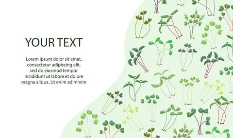 Vector illustration of microgreens with a place for text. Healthy young seedl Illustrazione stock