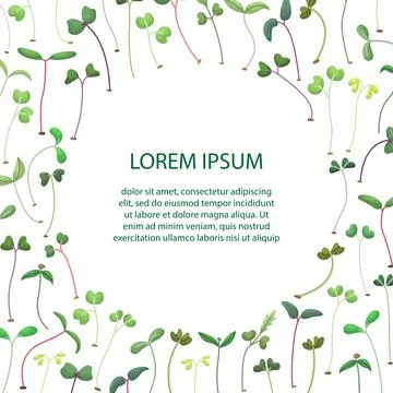 Vector illustration of microgreens with a place for text. Healthy young seedl Stock Illustration