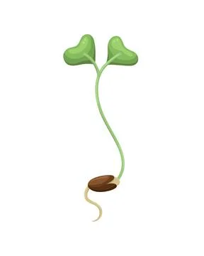 Vector illustration of microgreens ready for eating. Healthy young seedlings Illustrazione stock