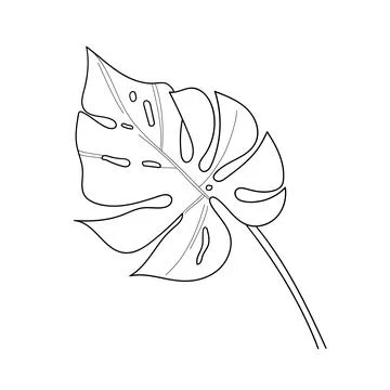 Vector illustration of Monstera leaf  in Line art style Stock Illustration