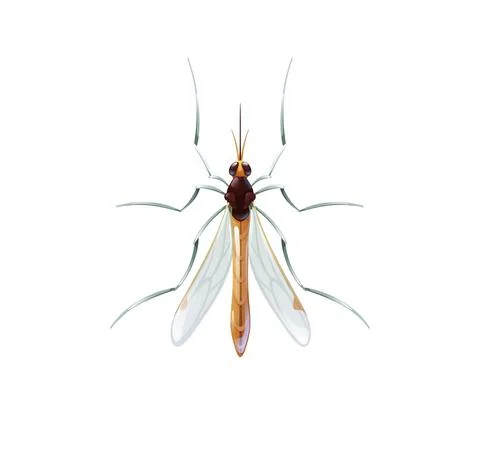 Vector illustration of a mosquito, top view Illustrazione stock