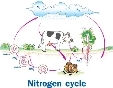 Vector illustration of  Nitrogen Cycle Stock Illustration