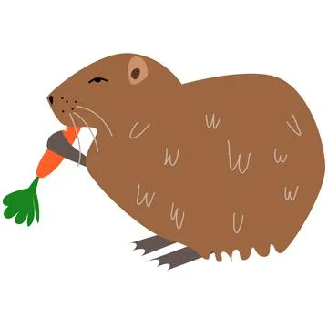 Vector illustration of nutria in a flat style Stock Illustration